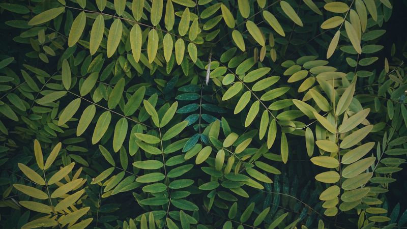 leaves, branches, bush, plant, 4k