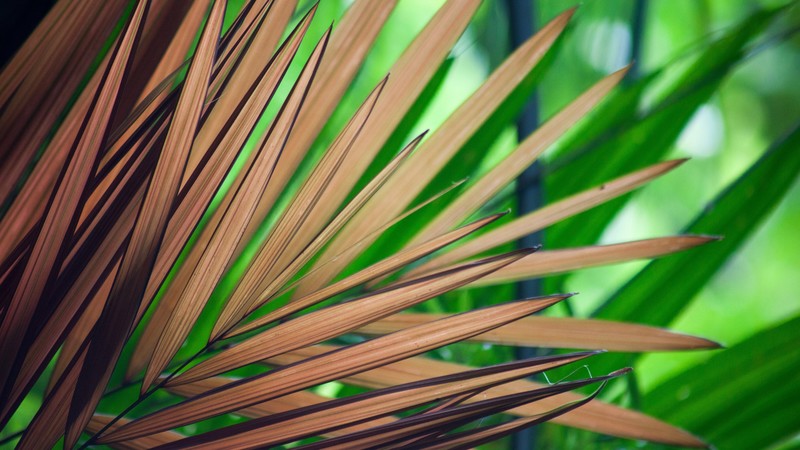 leaves, tree, nature, 4k