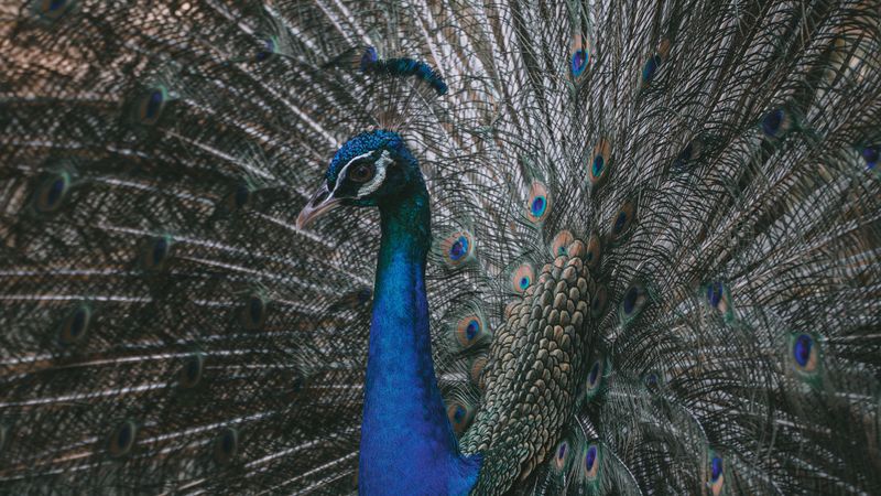 peacock, bird, tail, feathers, 4k