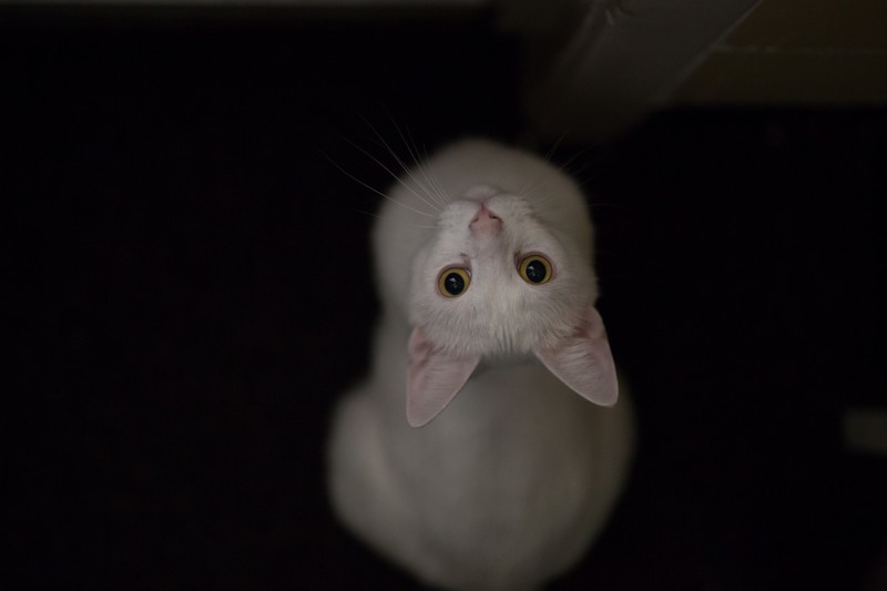 cat, animals, cute, white