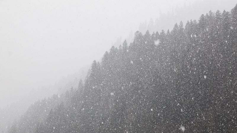 forest, snowstorm, bw, winter, snow, 4k