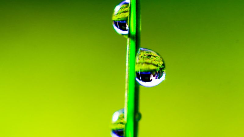 grass, drops, water, macro, 4k