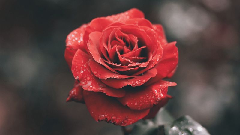 rose, flower, red, wet, dew, 4k