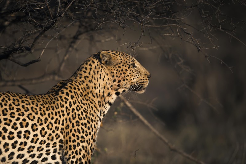 leopard, animals, hd