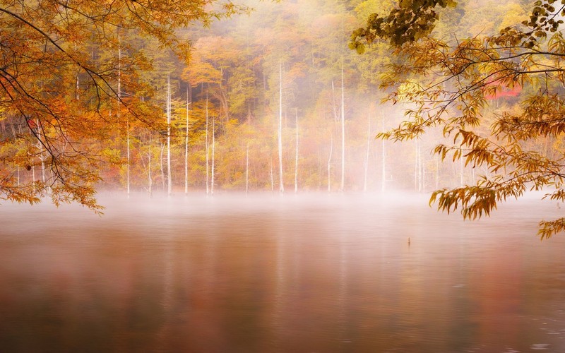 forest, nature, photography