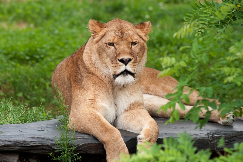 lion, animals