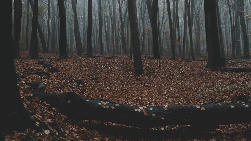 forest, autumn, fog, trees, foliage, 4k