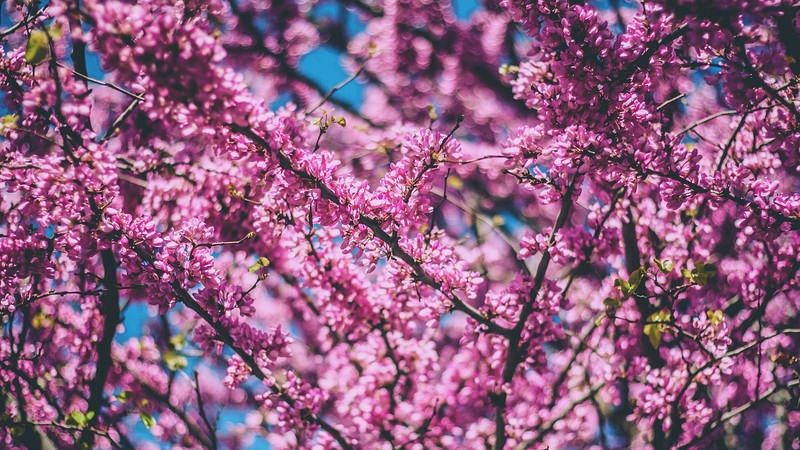 cherry, flowers, pink