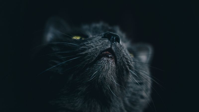 cat, gray, face, pet, 4k
