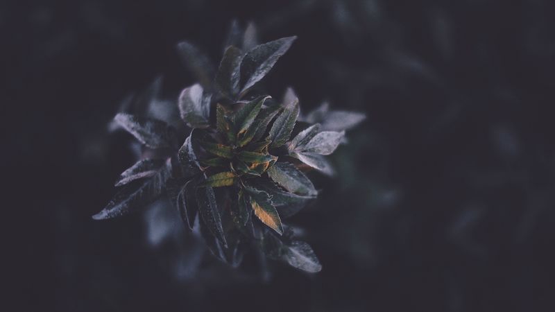 leaves, macro, plant, branch, 4k