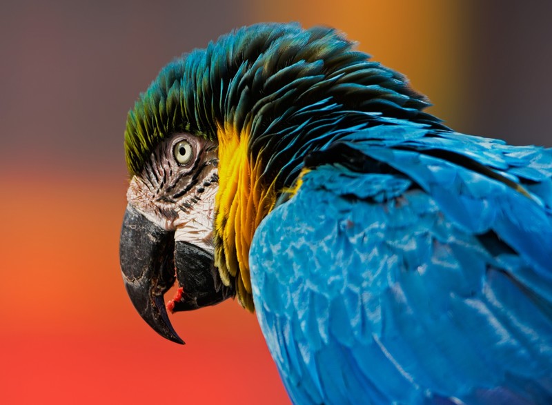 macaw, parrot, birds