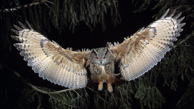owl, birds