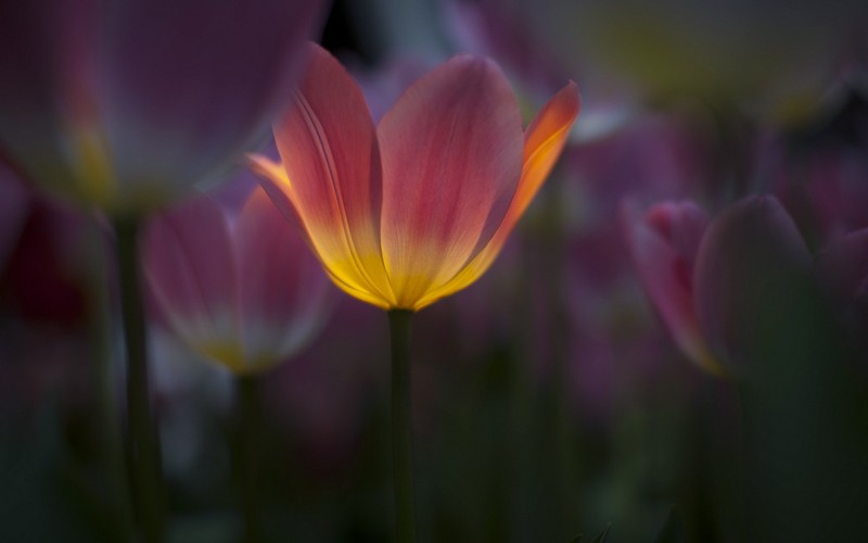 tulips, flowers