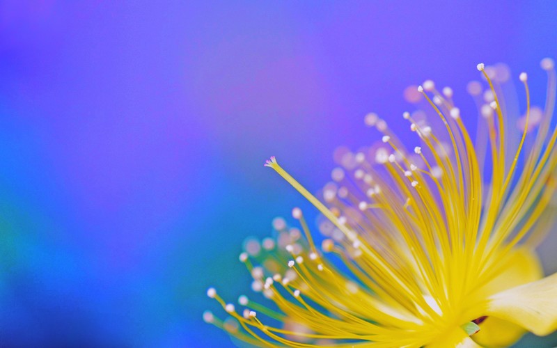 spring, nature