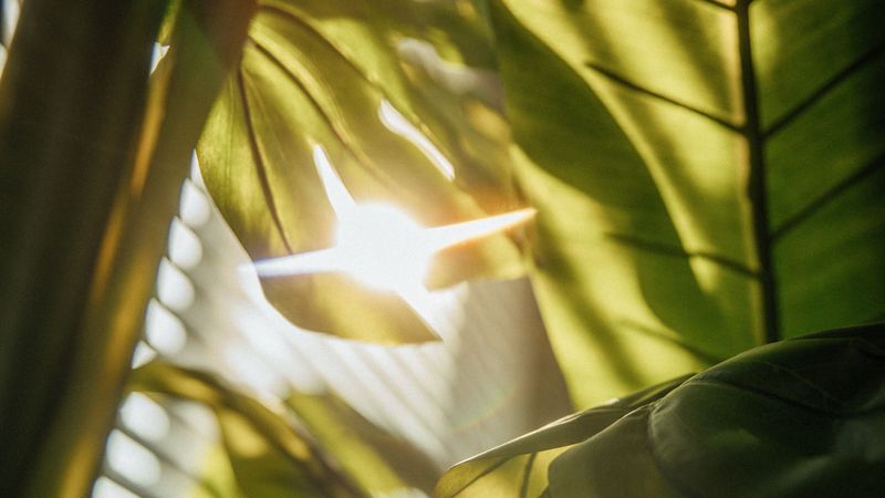 leaves, plant, sunlight, flare, 4k