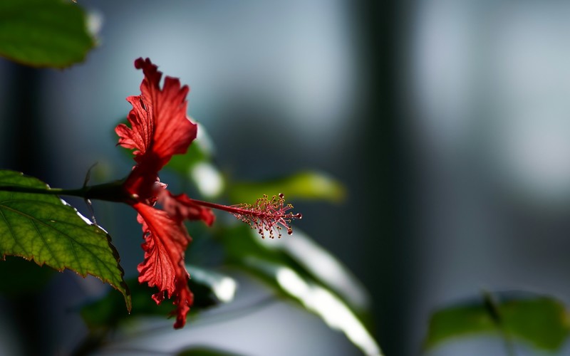 flowers, macro, photography