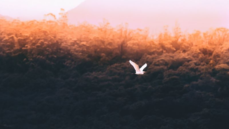 bird, white, flight, fly, 4k