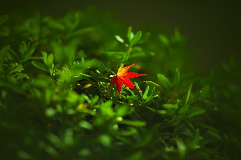leaf, nature