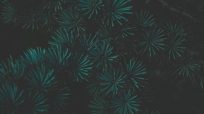 pine, branch, macro, green, dark, 4k