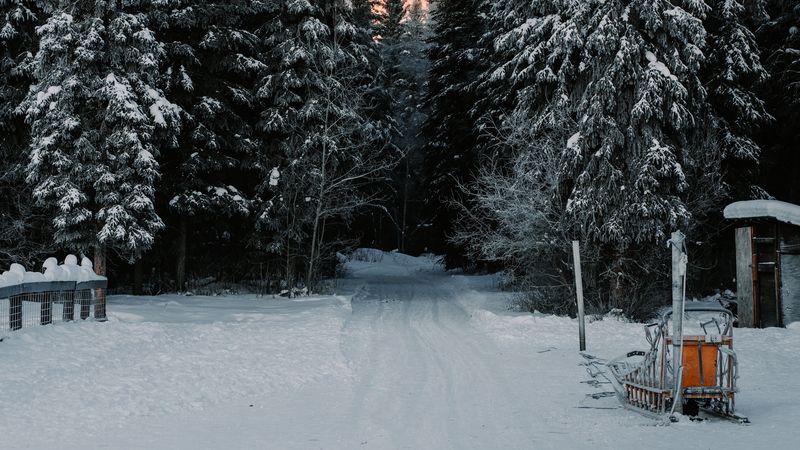 trees, snow, road, winter, nature, 4k