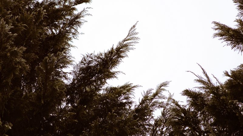 branches, sky, minimalism, plant, conifer, 4k