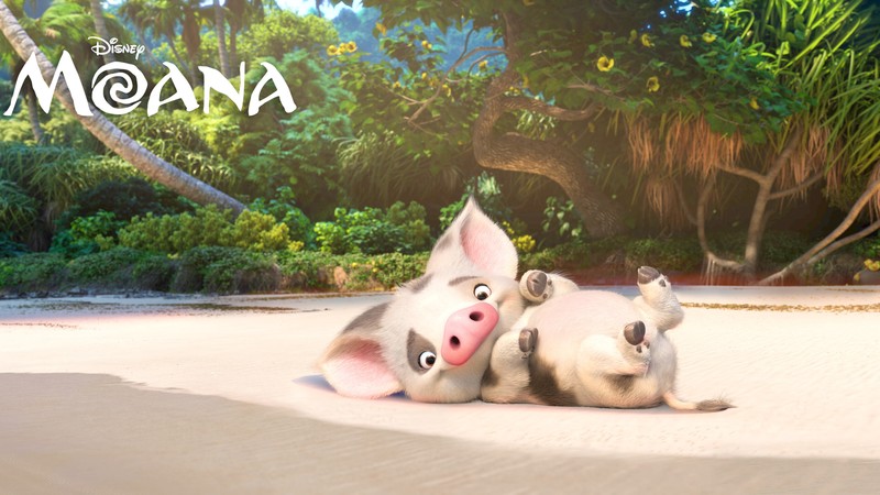 moana, movies, 2016 movies, animated movies, 4k, pig