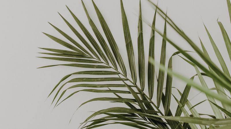 palm, leaves, minimalism, plant, green, 4k
