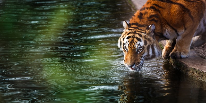 tiger, 4k, animals, reflection, water