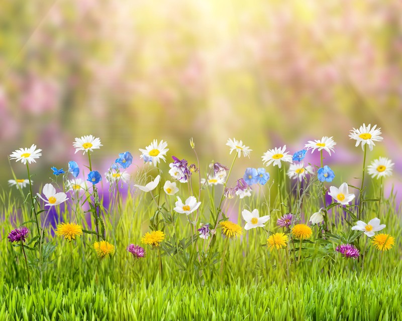 spring, nature, flowers