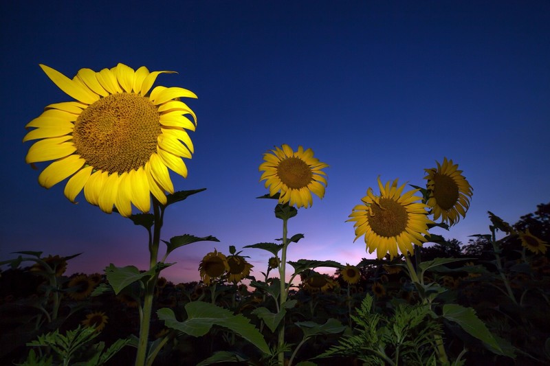 sunflower, nature