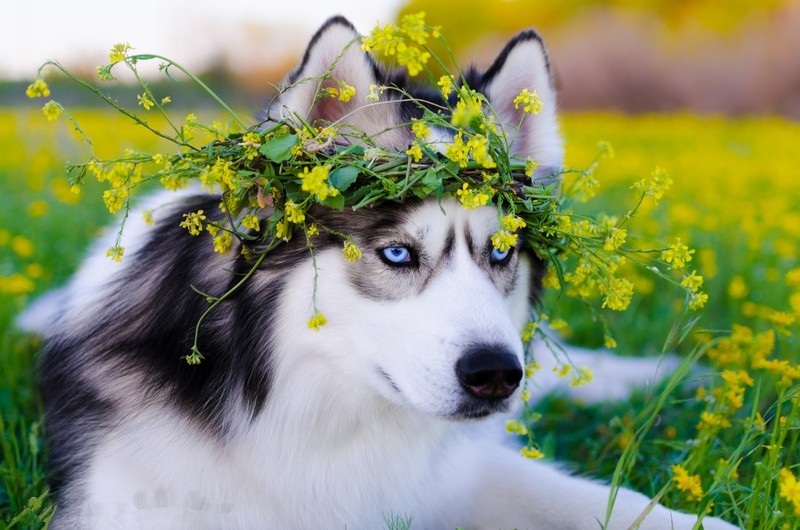siberian husky, animals, dog