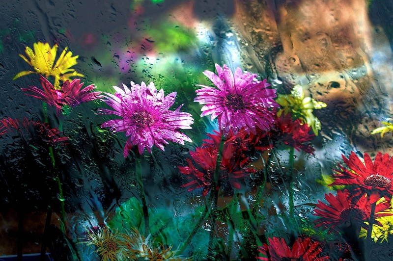 flowers, drops, glass, photography