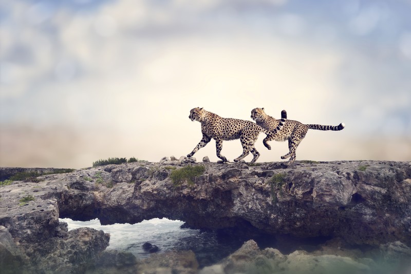 cheetah, animals, 5k, photography