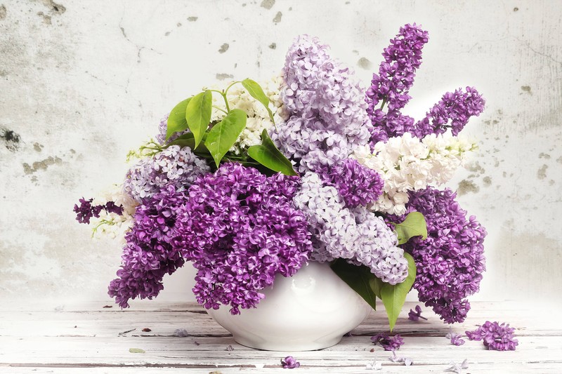 flowers, hd