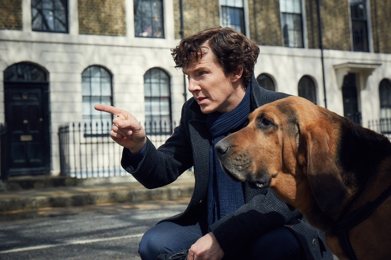 benedict cumberbatch, sherlock, tv shows, dog
