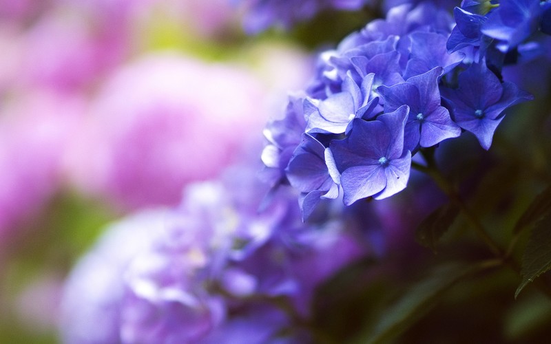 flowers, 4k
