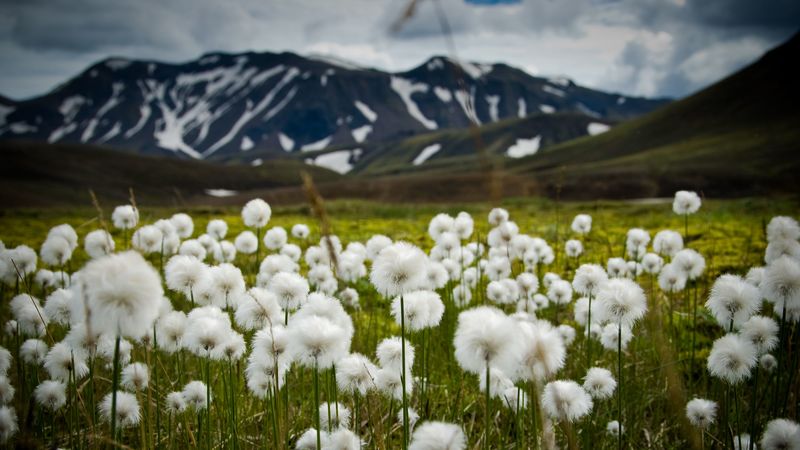 field, flowers, white, mountains, nature, 4k