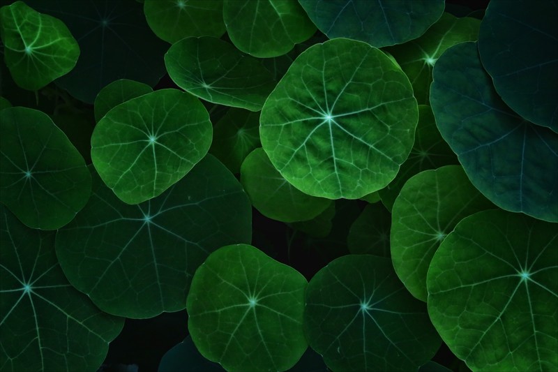 leaf, nature, 4k