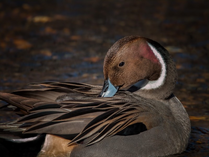 duck, birds, photography