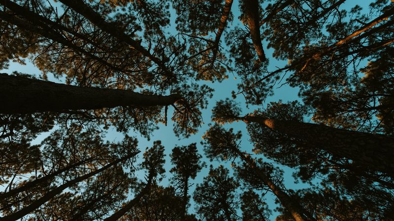 forest, trees, sky, bottom view, 4k