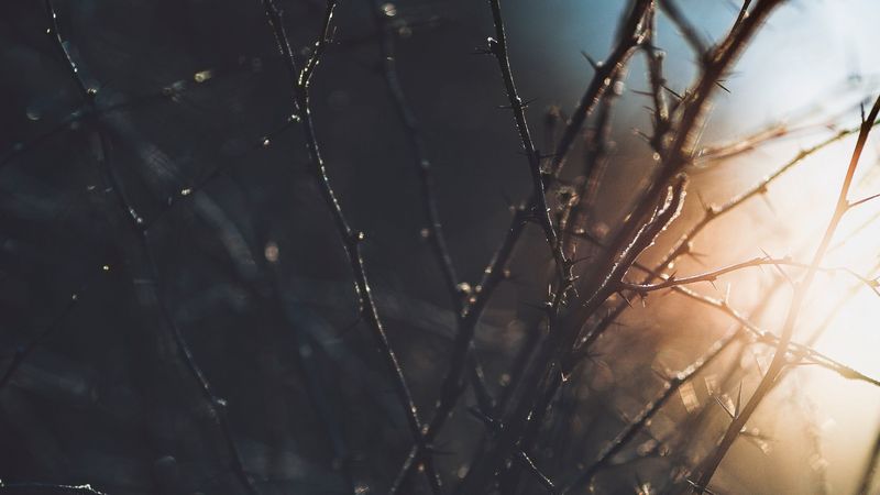 branches, plant, macro, sunlight, 4k