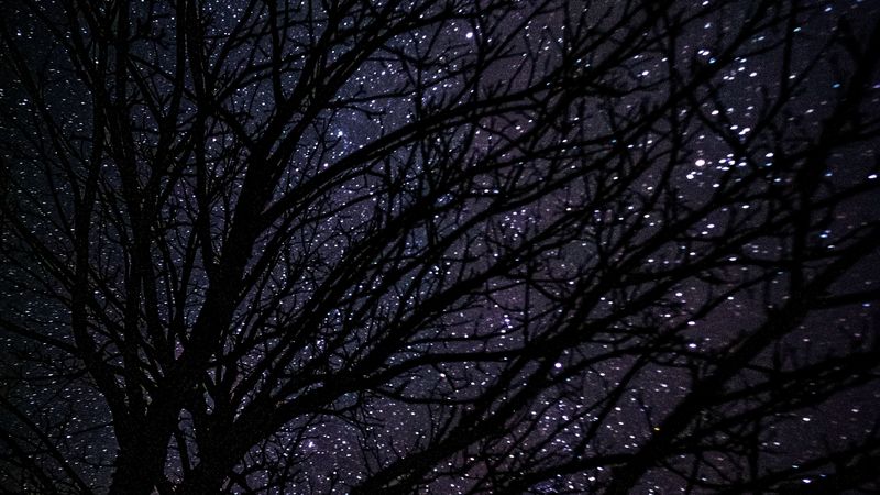 tree, starry sky, dark, night, 4k