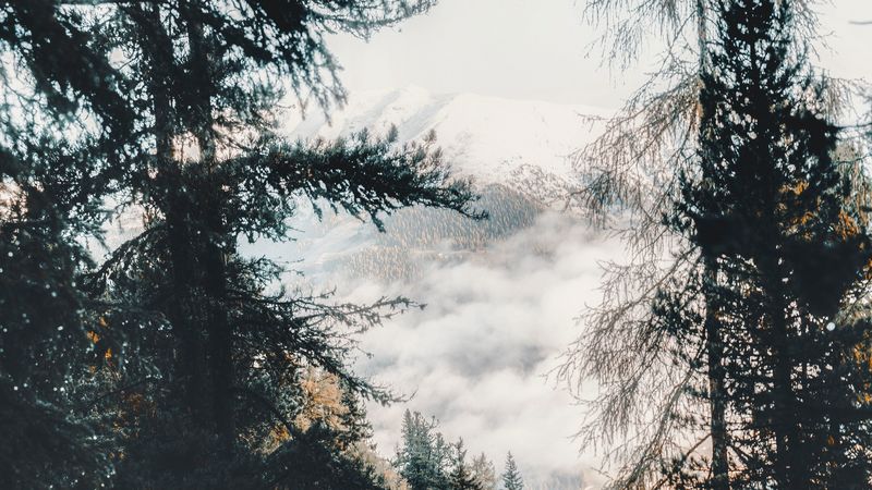 forest, trees, mountains, clouds, nature, 4k