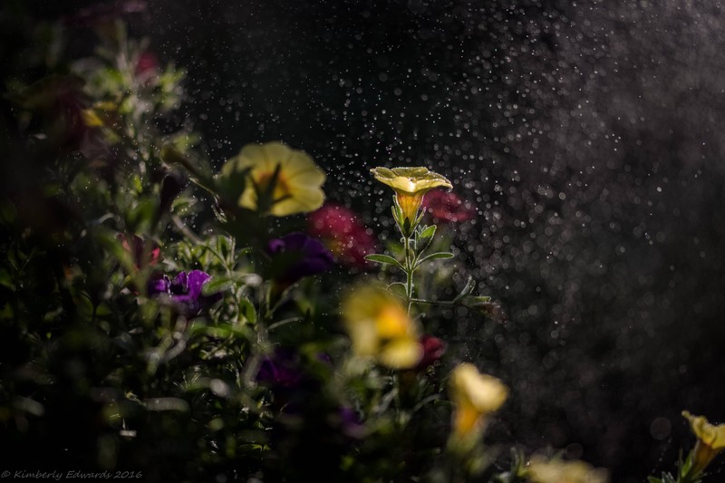 flowers, 4k, nature