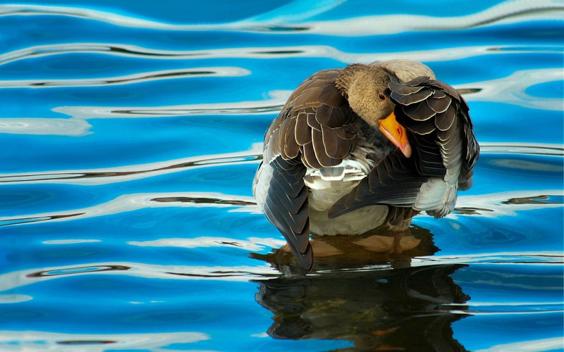 duck, birds