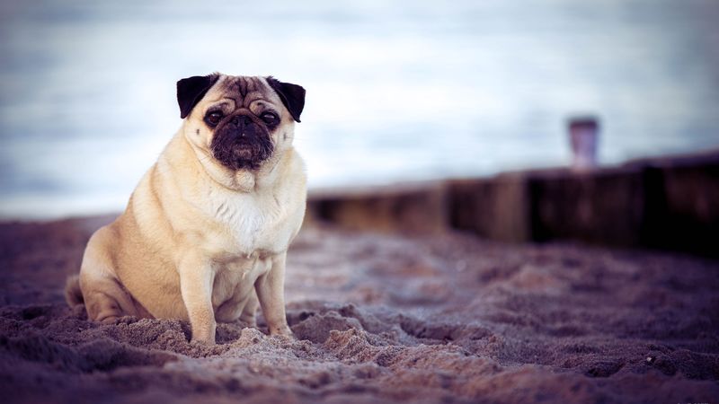 pug, dog, pet, beach, 4k