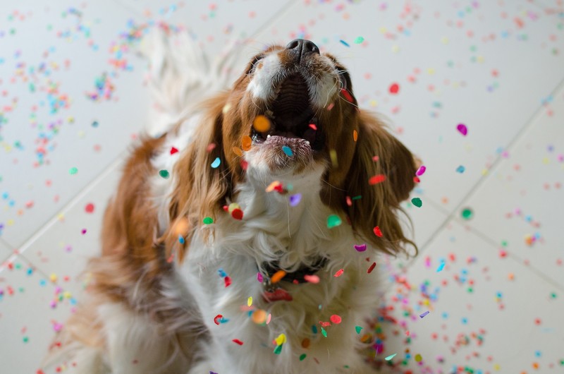 dog, cute, animals