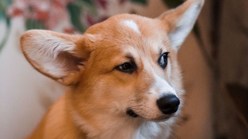 welsh corgi, dog, brown, white, pet, 4k