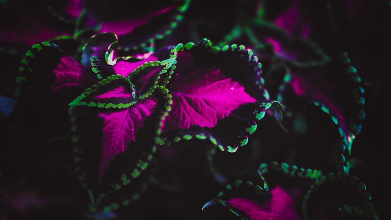 plant, leaves, colorful, macro, 4k