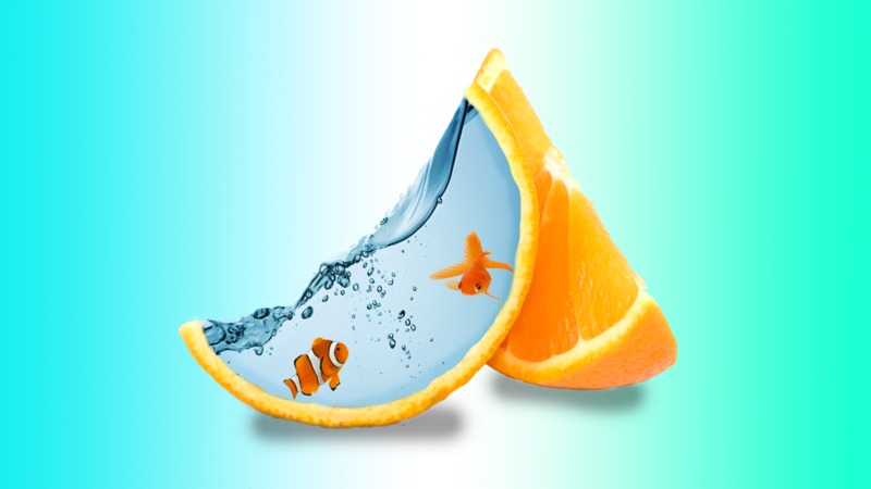 creative, fish